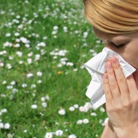 Spring Allergies