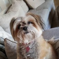 Aging In Place: Benefits Of Pet Ownership