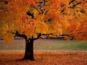 Fall Cleaning