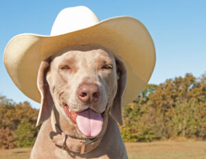 Man’s Best Friend